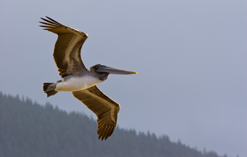 Brown Pelican In Flight